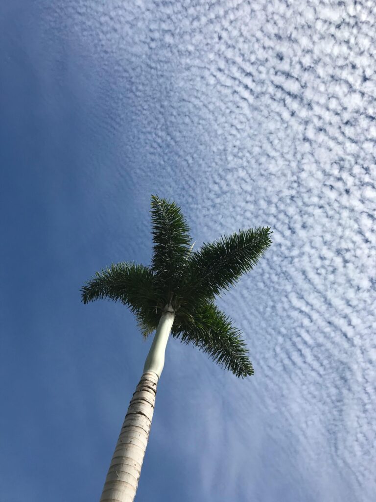A tall palm tree reaches toward the blue sky with textured clouds, offering a serene summer view.